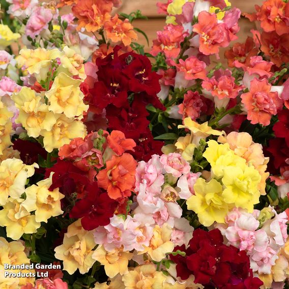 Antirrhinum 'Double Shot Mixed'