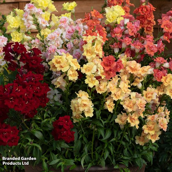 Antirrhinum 'Double Shot Mixed'