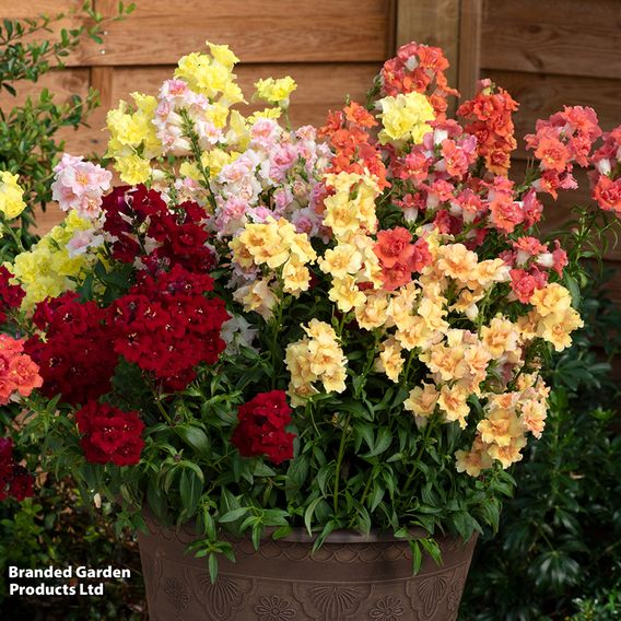 Antirrhinum 'Double Shot Mixed'