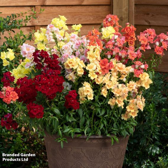 Antirrhinum 'Double Shot Mixed'