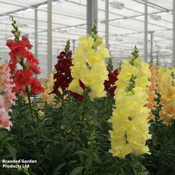 Antirrhinum 'Double Shot Mixed'