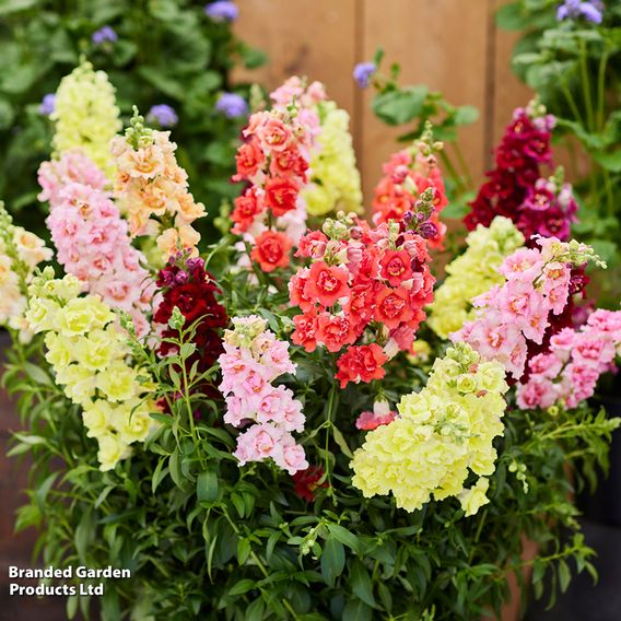 Antirrhinum 'Double Shot Mixed'