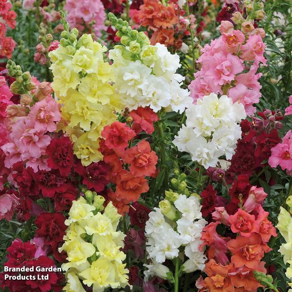 Antirrhinum 'Madame Butterfly' F1 - Seeds