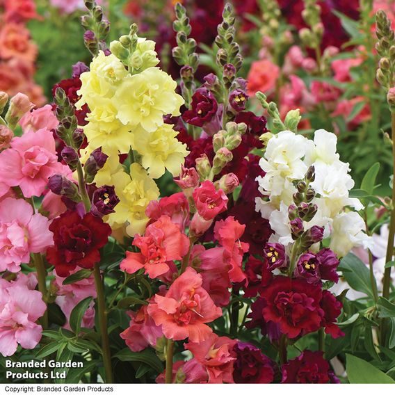 Antirrhinum 'Madame Butterfly' F1 - Seeds