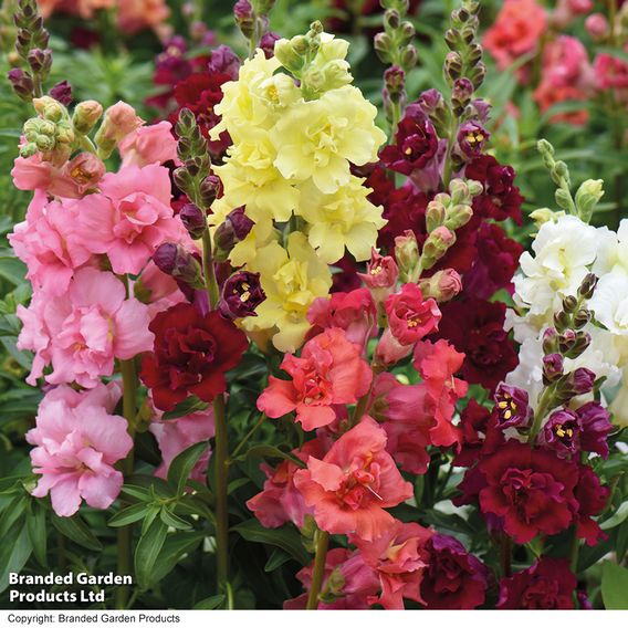 Antirrhinum 'Madame Butterfly' F1 - Seeds