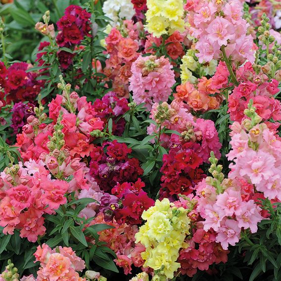 Antirrhinum 'Madame Butterfly' F1 - Seeds