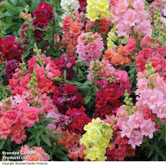 Antirrhinum 'Madame Butterfly' F1 - Seeds