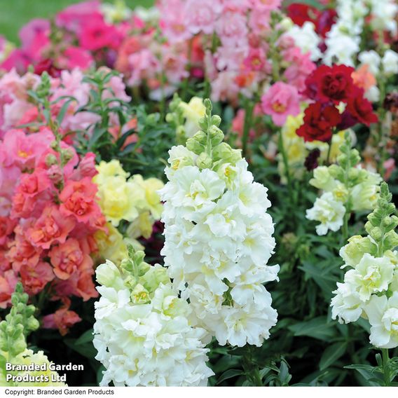 Antirrhinum 'Madame Butterfly' F1 - Seeds