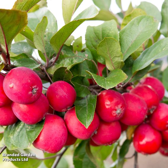 Apple 'Appletini'