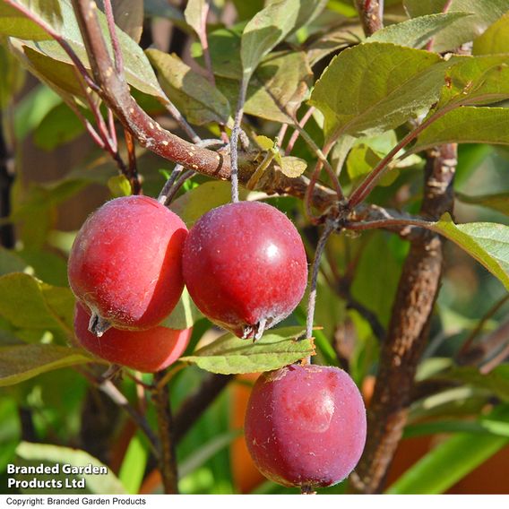 Apple 'Appletini'