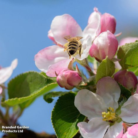 Apple 'Blenheim Orange'