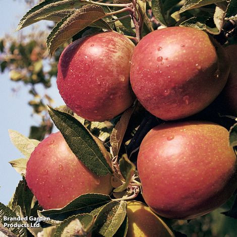 Apple 'Braeburn'