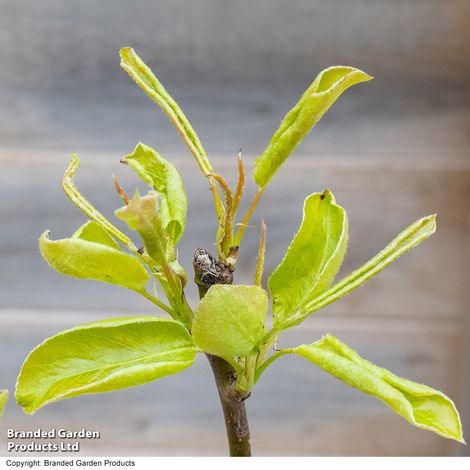 Apple 'Braeburn'