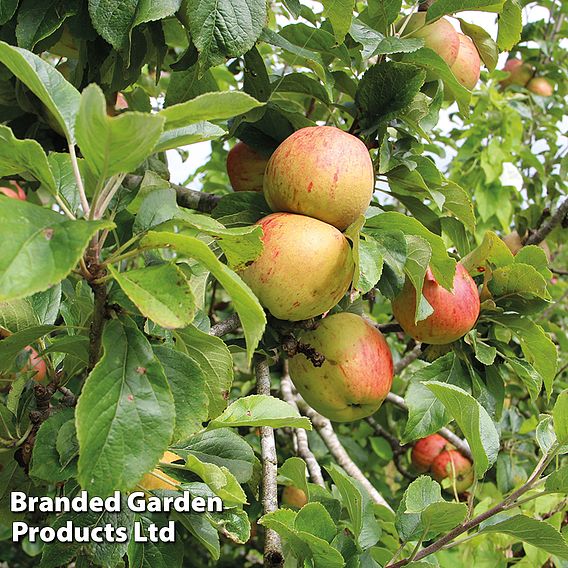 Apple 'Bramley's Seedling'