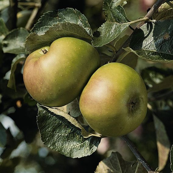 Apple 'Bramley's Seedling'