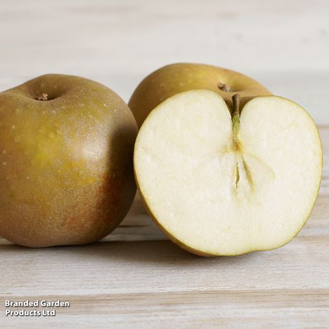 Apple 'Egremont Russet'