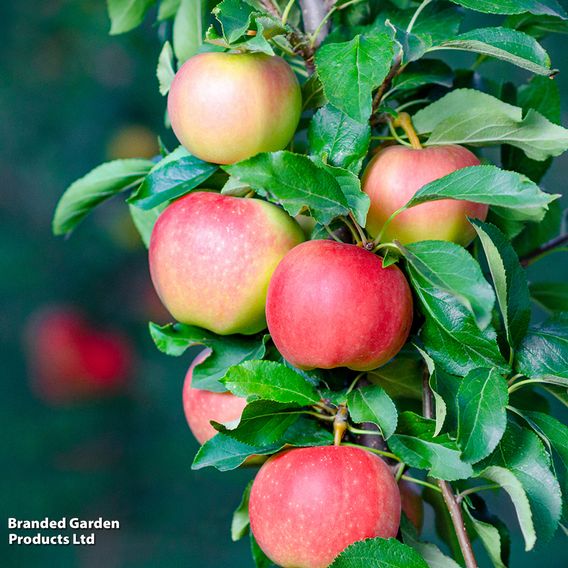 Patio Fruit Tree Trio