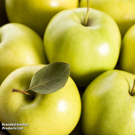 Apple 'Golden Delicious'