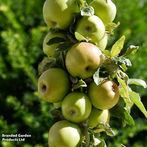 Apple 'Golden Delicious'