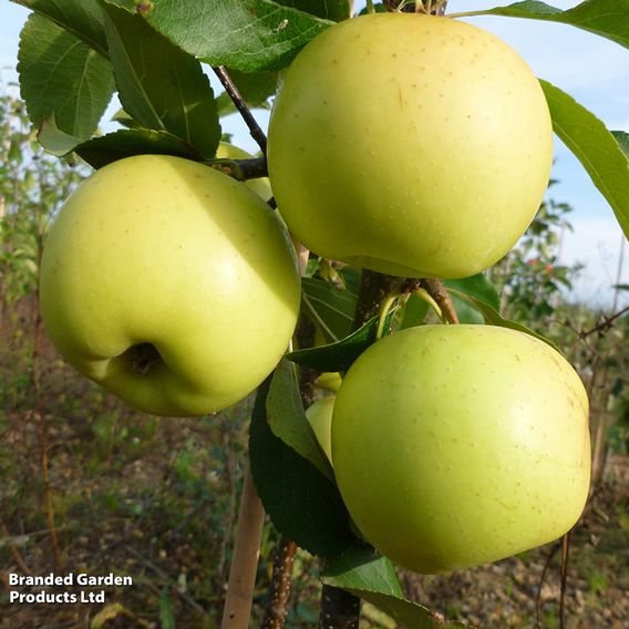 Apple 'Greensleeves'