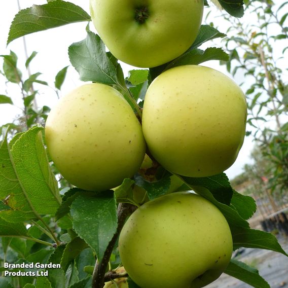 Apple 'Greensleeves'