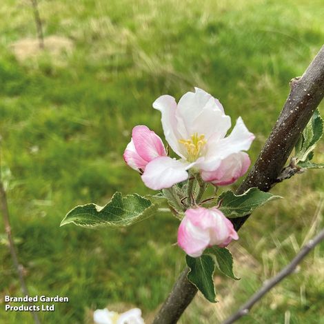 Apple 'Howgate Wonder'