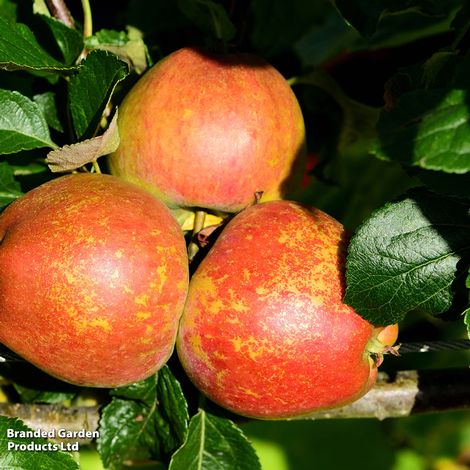 Apple 'Kidd's Orange Red'