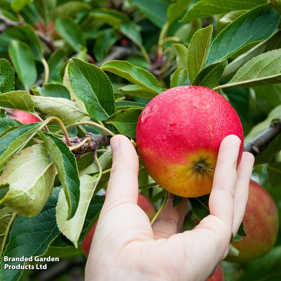 Apple 'Red Falstaff'