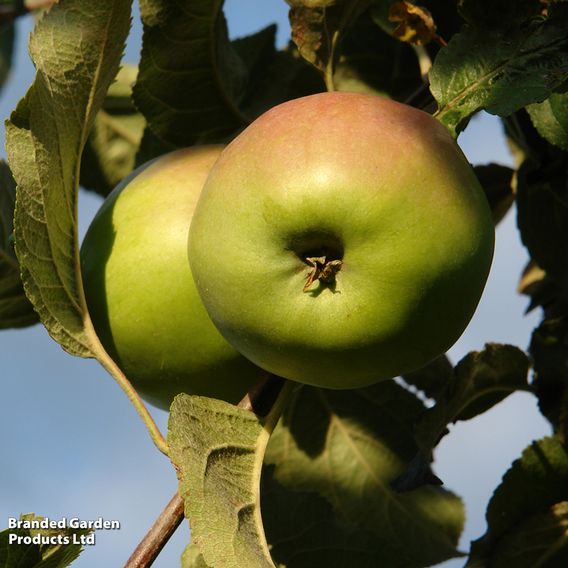 Apple 'Scotch Dumpling'