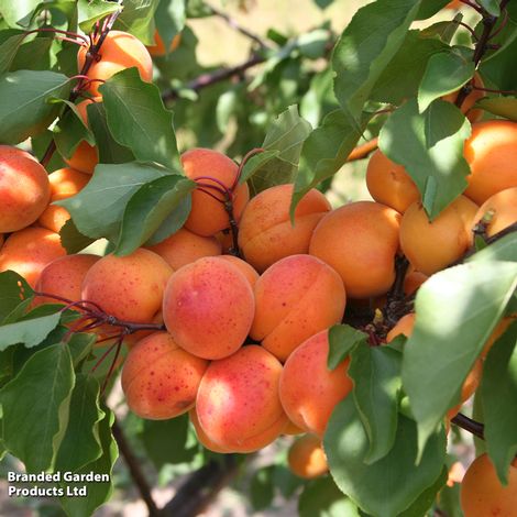 Apricot 'Tomcot'