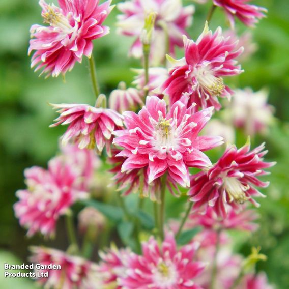 Aquilegia vulgaris var. stellata 'Nora Barlow'