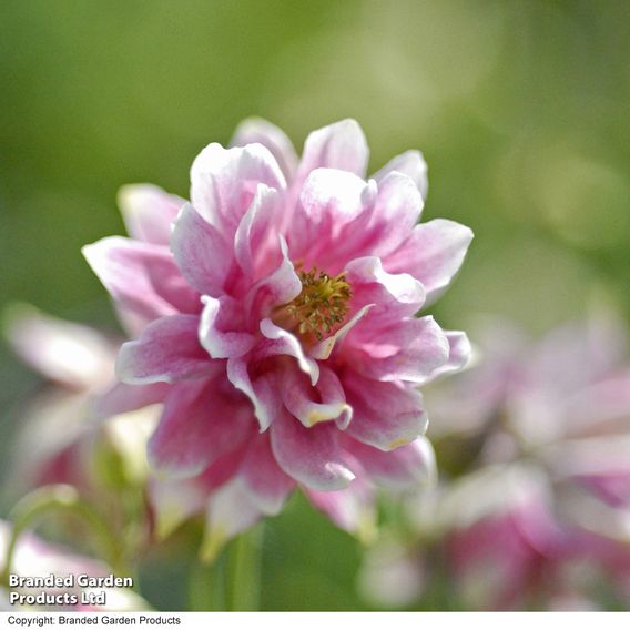 Aquilegia vulgaris var. stellata 'Nora Barlow'