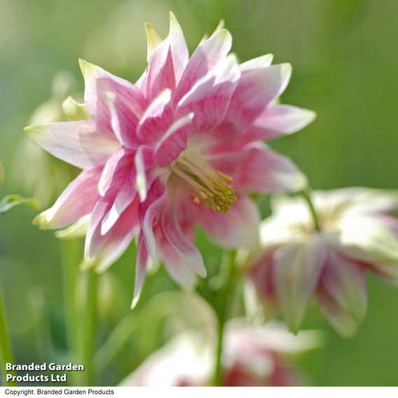 Aquilegia vulgaris var. stellata 'Nora Barlow'