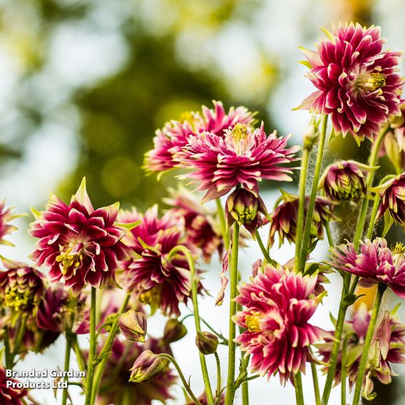 Aquilegia vulgaris var. stellata 'Nora Barlow'