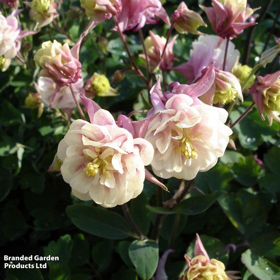 Aquilegia 'Winky Double Rose White'