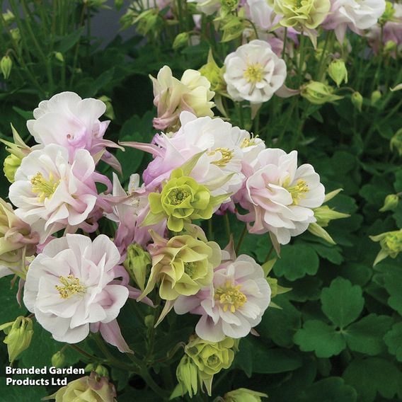 Aquilegia 'Winky Double Rose White'