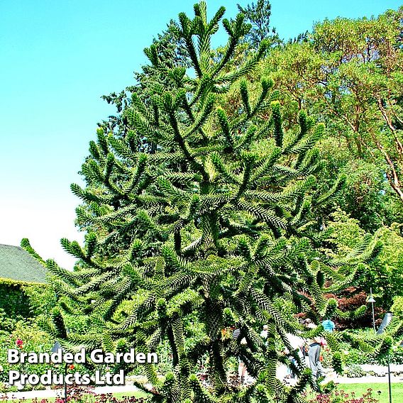 Araucaria araucana