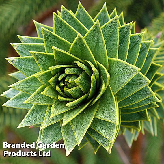 Araucaria araucana