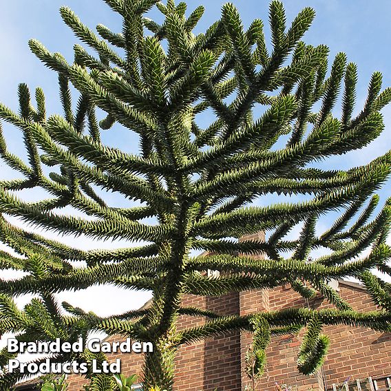 Araucaria araucana