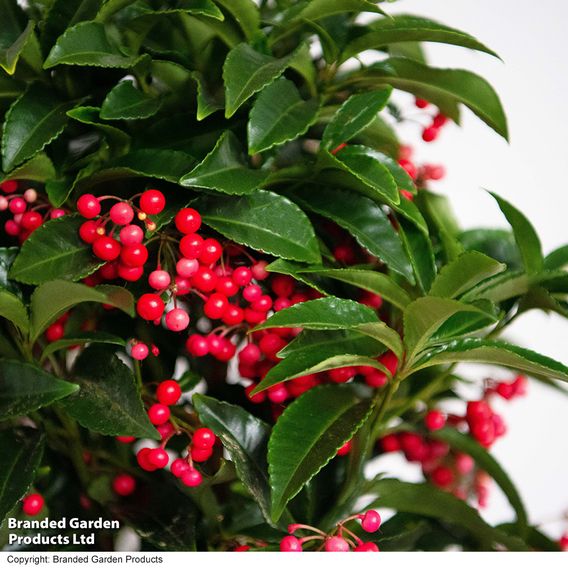 Ardisia crenata 'Queen Star'