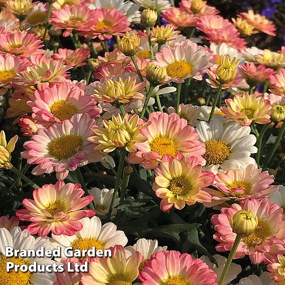 Argyranthemum 'Aramis Apricot' (Aramis Series)