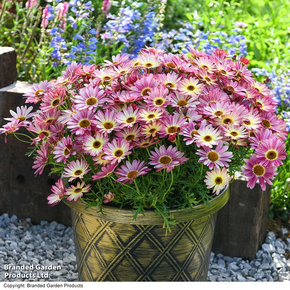 Argyranthemum 'Rose Red'