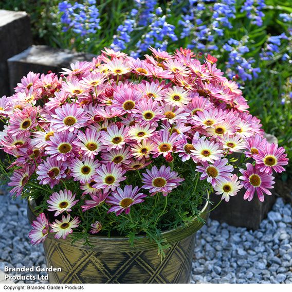 Argyranthemum 'Rose Red'