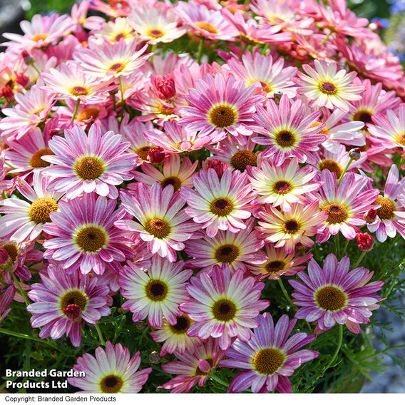 Argyranthemum 'Rose Red'