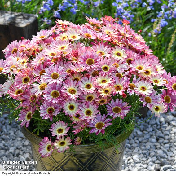 Argyranthemum 'Rose Red'