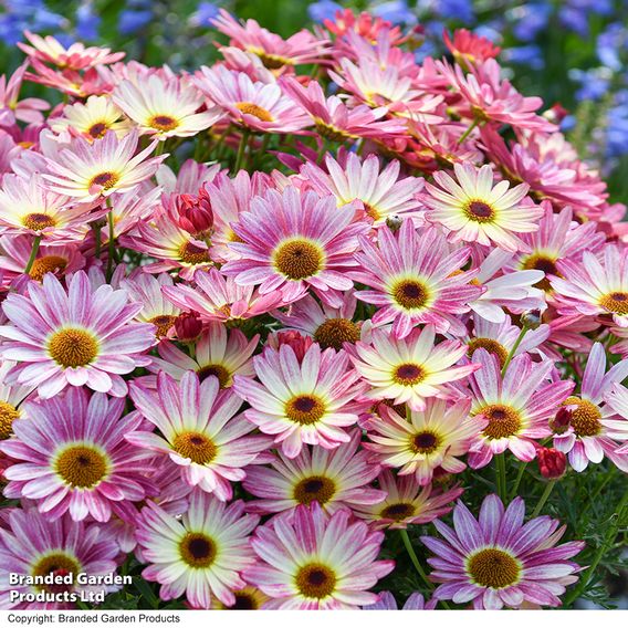 Argyranthemum 'Rose Red'