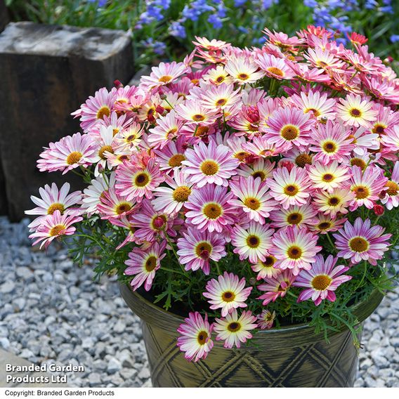 Argyranthemum 'Rose Red'