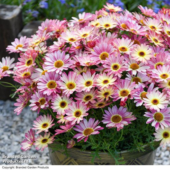 Argyranthemum 'Rose Red'