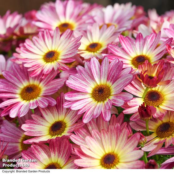 Argyranthemum 'Rose Red'