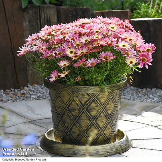 Argyranthemum 'Rose Red'